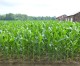 Colorado corn growers pumped Trump may boost ethanol sales