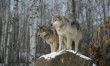 Polis vetoes bipartisan wolf reintroduction bill