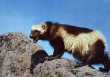 Colorado lawmakers passed bipartisan mountain wolverine reintroduction bill