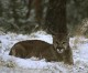 Back Bowls on tap; mountain lion spotted on Vail Mountain