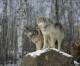 Tough choices loom for wildlife planners in process of restoring wolves to Colorado