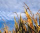 GMO labeling among four Colorado ballot measures as election enters final week