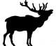 Hunting elk in Colorado: 4 tips for beginners