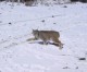 Colorado lawmakers look to ban trophy hunting of Canada lynx, bobcats, mountain lions