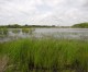 Colorado, other states look to step up protections for wetlands in wake of SCOTUS rollback