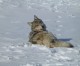 Wolves are coming to areas around Vail, Aspen, Glenwood Springs for Christmas