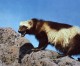 Roberts’ bipartisan bill to restore wolverines in Colorado clears committee