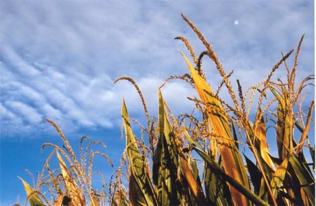 corn photo