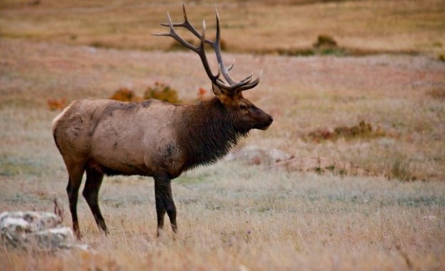 bull elk