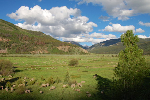 Bolts Lake sheep