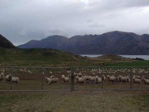 New Zealand sheep