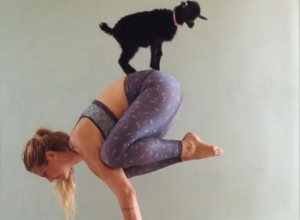 Rachel Brathen Yoga Girl and yoga goat