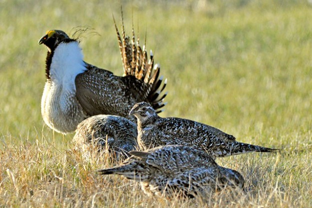 greater sage grouse