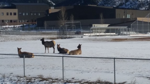 Elk on Battle Mountain baseball field 032616
