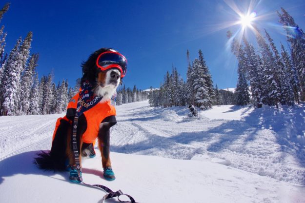 loveland ski dog